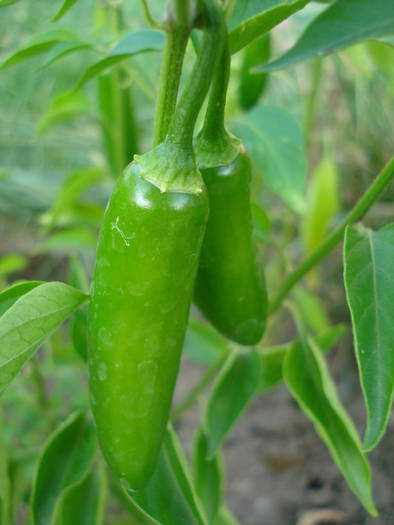 Serrano Tampiqueno (2009, Aug.04) - Serrano Tampiqueno Pepper