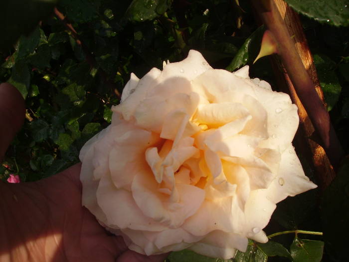 IMG_0781 - trandafirii