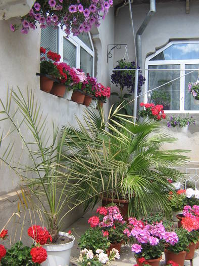 29mai 008 - muscate 2009