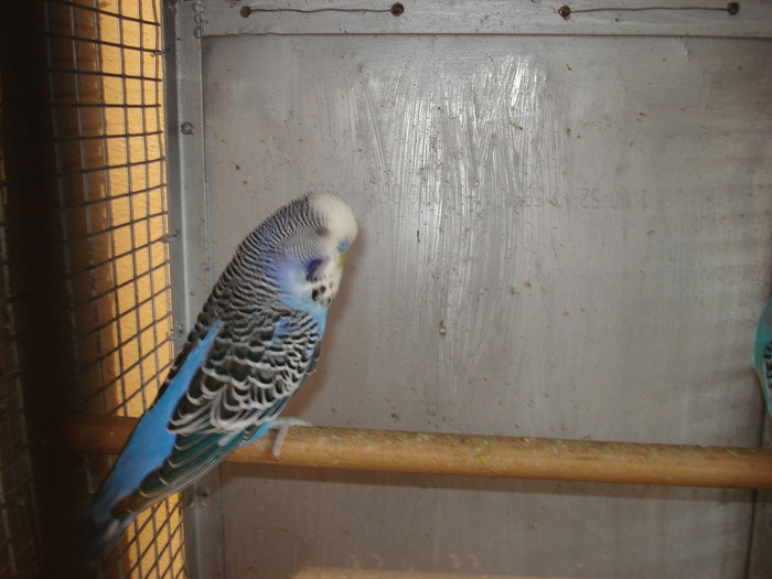 mascul albastru 2 ani - perusi