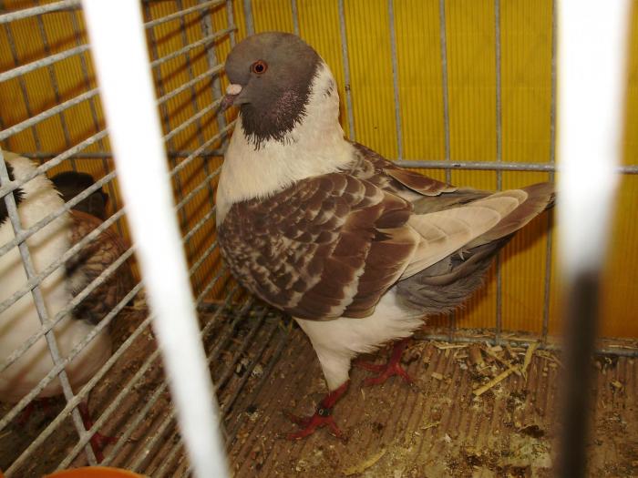 06157 modenezg brown 1