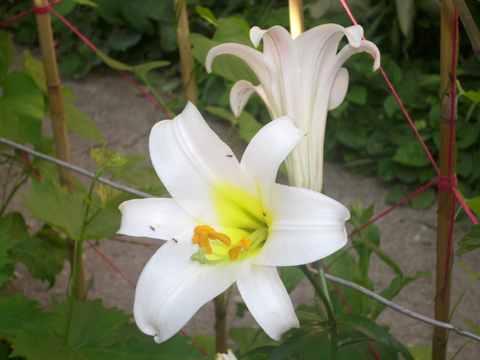 DSCI0917 - flori din gradina mea
