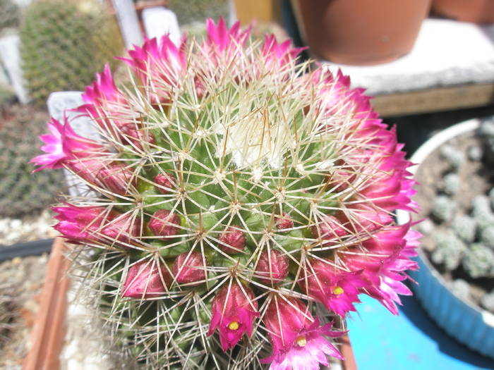 Mammillaria ernestii 27.05 - Mammillaria