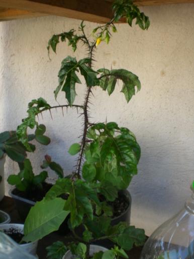 aug 2008 017