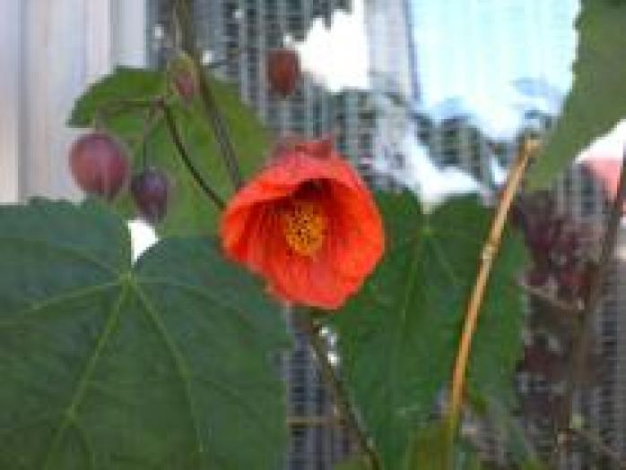 IUOKCAEQYUSBVJGCFLL - flori