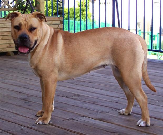 DOG MALLORQUIN - RASE CAINI