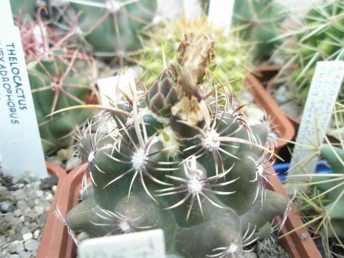 Thelocactus bicolor v. commodus - boboc si fruct