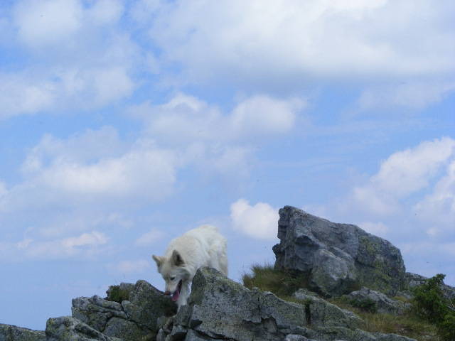 DSCF4270 - 2 august 2009 Traseu Suior Secatura Creasta Cocosului Gutaiul Doamnei  Vf Gutai