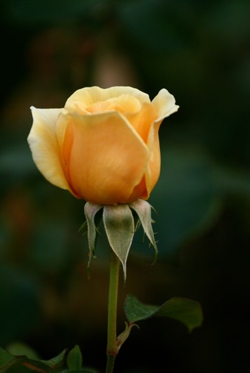 a8