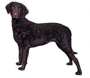 curly_coated_retriever