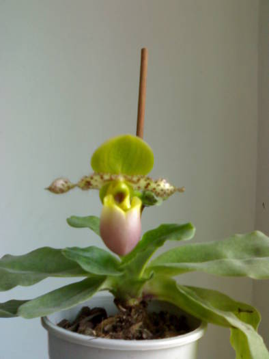 floarea cu nr 2 - Paphiopedilum 2009
