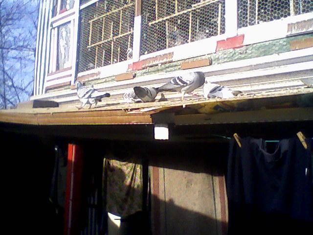 Fotografii-0044 - Copy - Copy - Porumbeii mei calatori