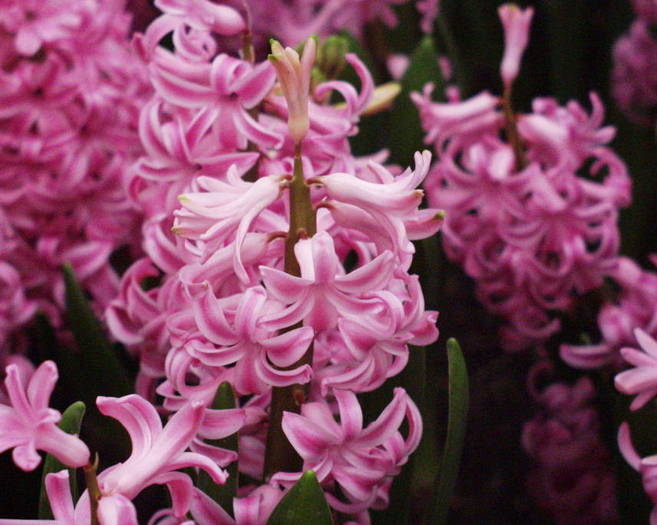 hyacinthus2 - Flori