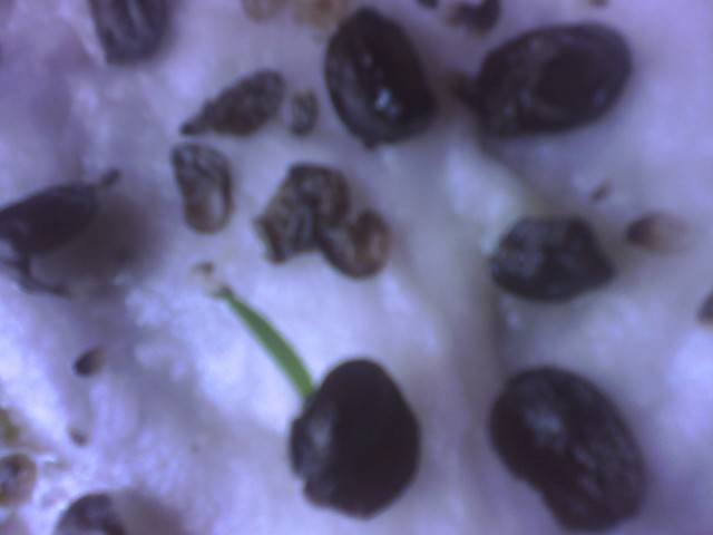 IMG_0670; seminte hipe parfumat
