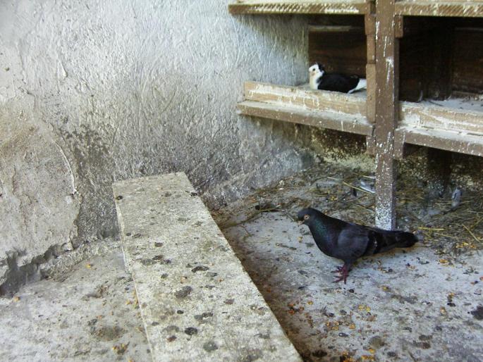 43600062 - 1712 Marian Serbancea