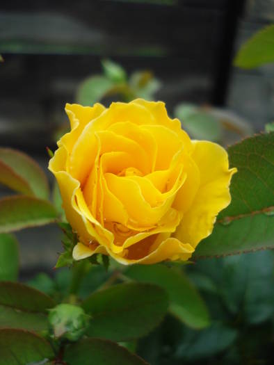 Rose Friesia (2009, August 06)