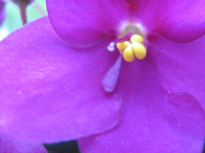 Violeta magenta de la Nicol - violete