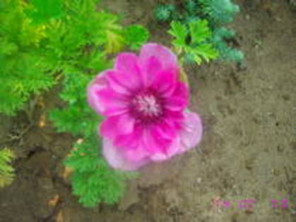 Anemona roz - Anemone