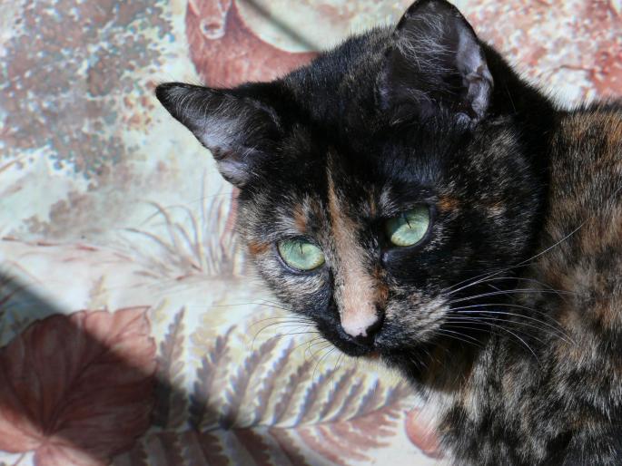 Portret cu caprioare - Mitza