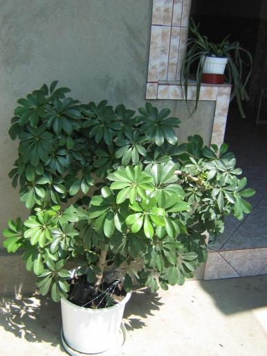 schefflera - flori diverse