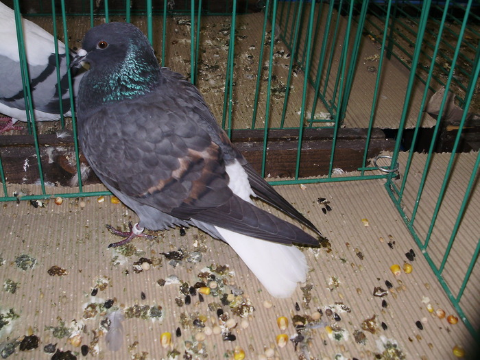 9501 ca 0 - 1507 partea 4