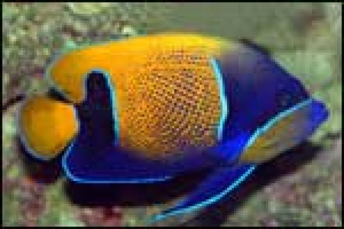 pesti_46_m - poze cu pesti