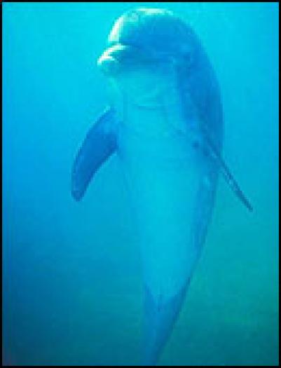 delfin_jup_130