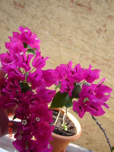DSC02598 - flori