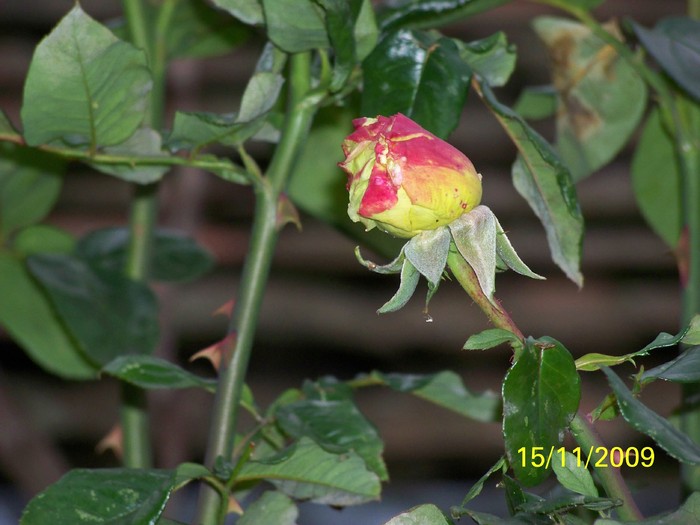 100_4509 - Toamna in curte  Timisoara