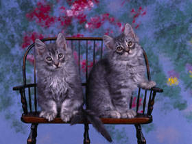 CAT03RK028508 - poze cu pisicutze