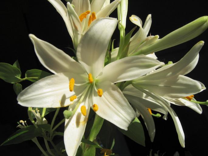 IMG_2361 - flowers