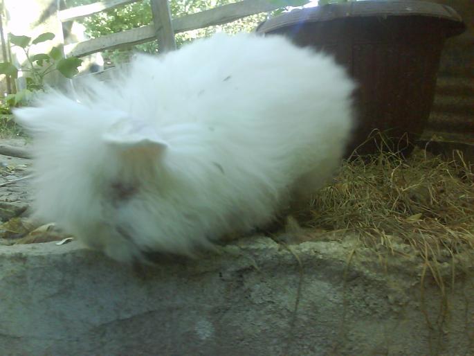 DSC00113 - I   -    iepuri  Angora Pitic