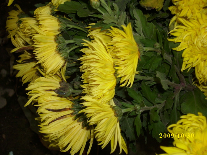 DSCI2091 - crizanteme