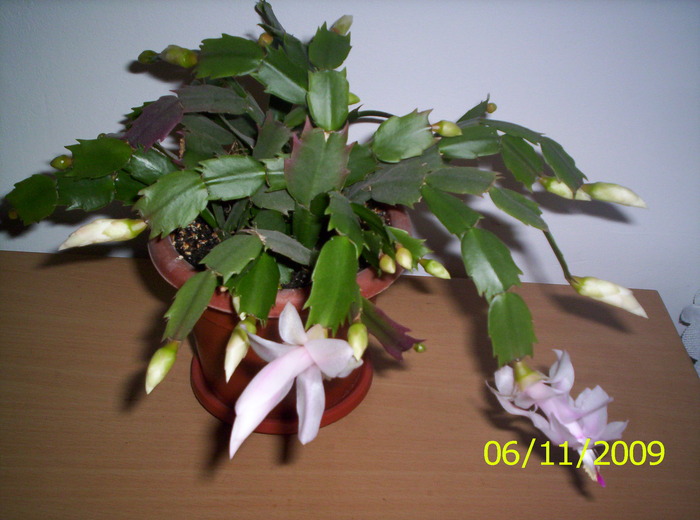 Schlumbergera alba 6 noi 2009