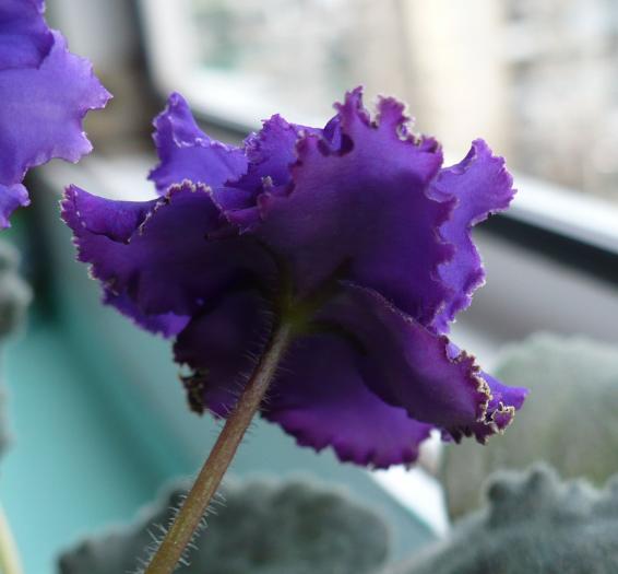 P1080741 - Saintpaulia - violete de camera