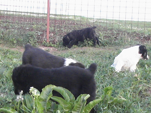 poze 04.05.2009 086