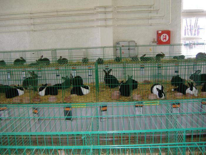 Nitra 06.12.2008 058