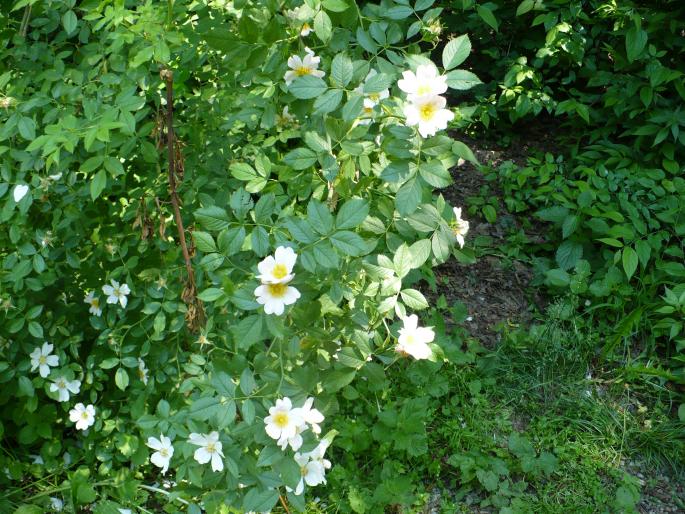 P1010831 - Gradina Botanica mai 2008