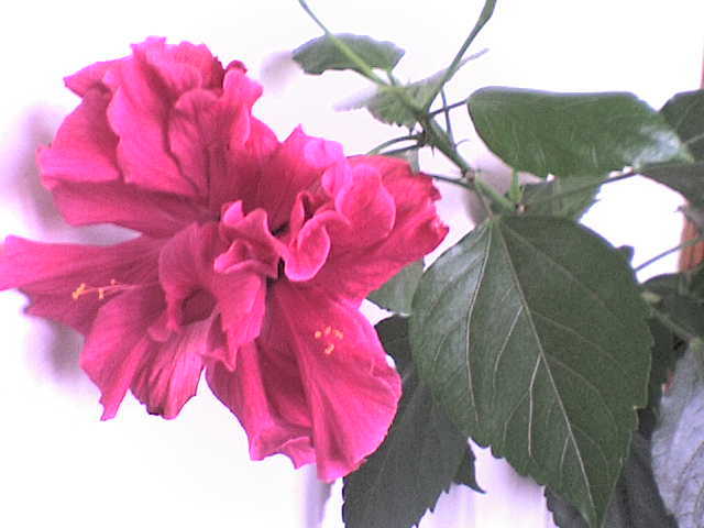  - hibiscus