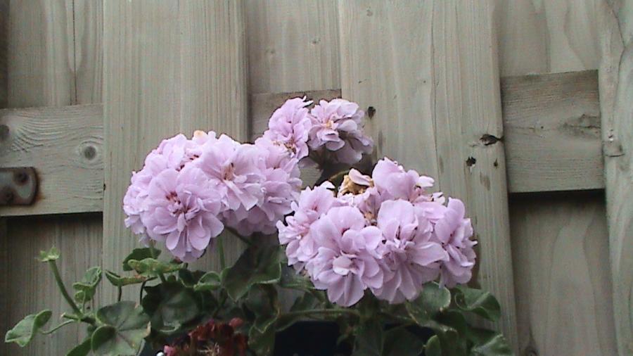 Muscata curg. dubla mov 26 mai 2008