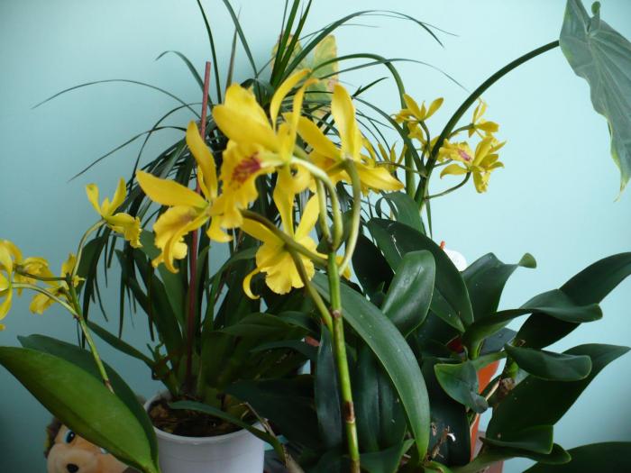 P1060168 - Orhidee