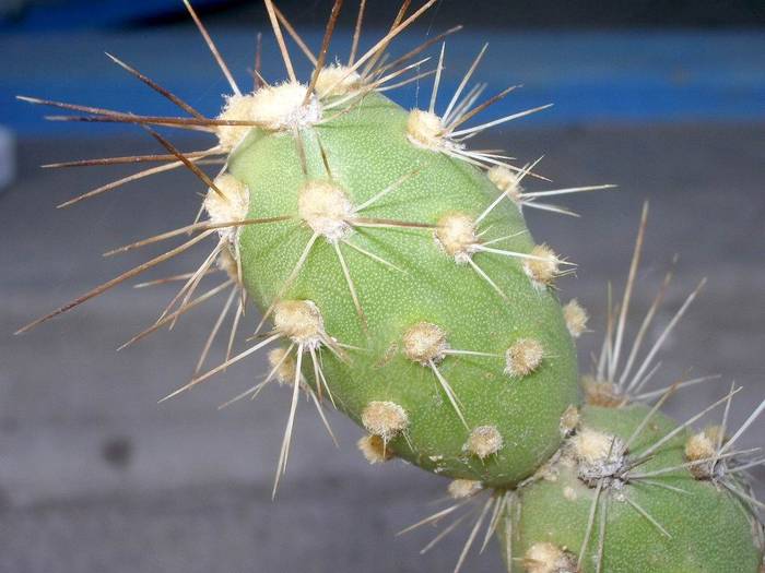  - Tephrocactus