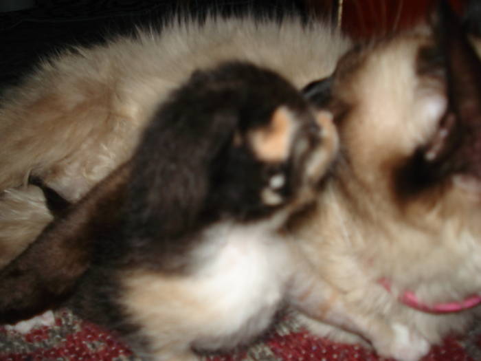 DSC09682 - ANIMALUTELE MELE