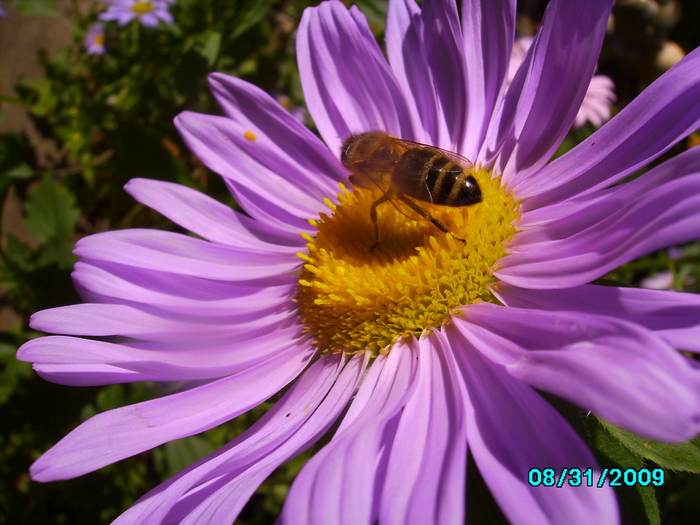 IMG_8569 - insecte si flori