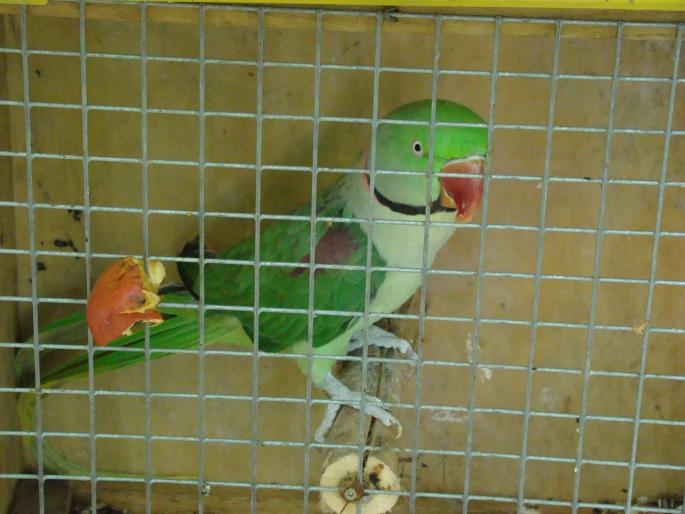 DSC00443