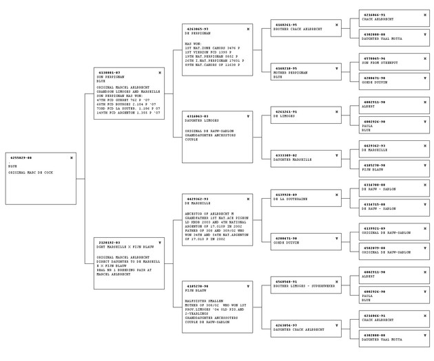 p_ 4255029-08(2) - pedigree