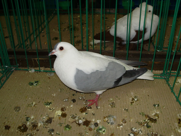 9426 randunica boemia 0 - 1507 partea 4