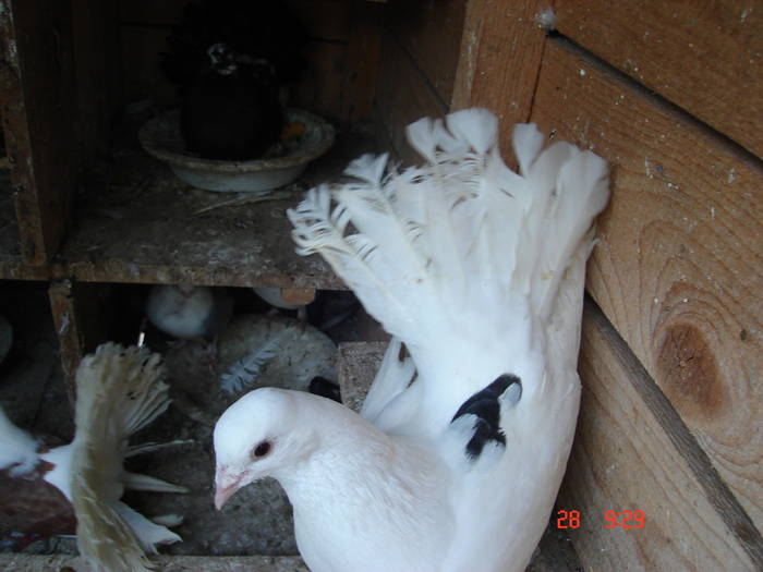 162 - D Porumbei Voltati Vechi