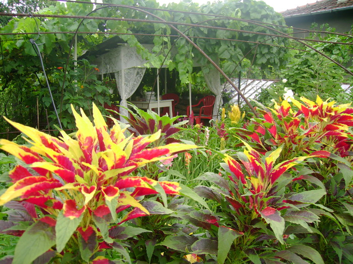 Amaranthus tricolor - Gradina de flori 2009