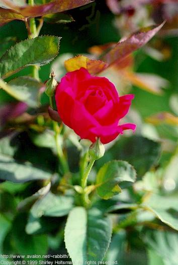 rose061 - Trandafiri